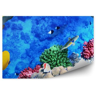 Öntapadós fotótapéta falra Korallzátony jelenet