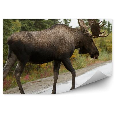 Poszter tapéta Jávorszarvas az aszfalton