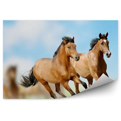 Fotótapéta Barna lovak csordája szaladgál a poros füvön