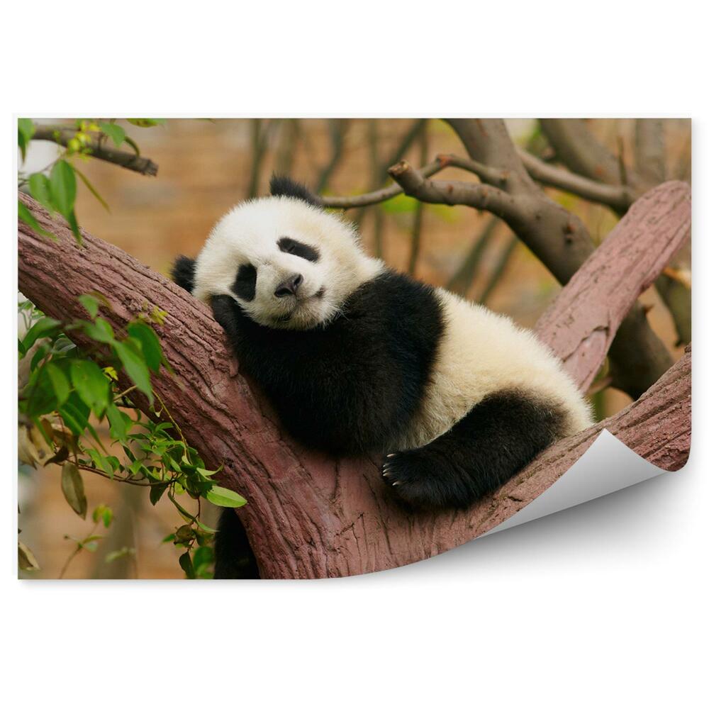 Poszter tapéta Alvó panda egy csonkon