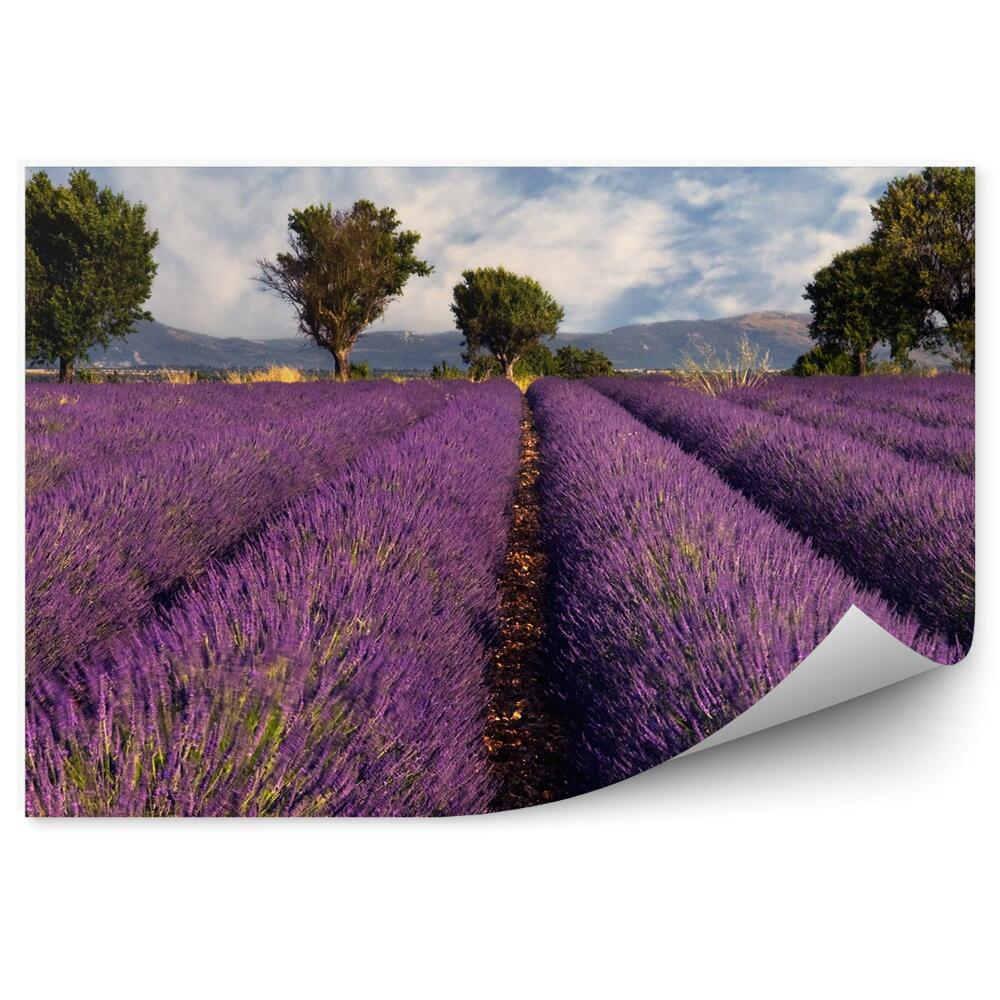 Poszter tapéta levendulamező Provence France fák hegyek ég felhők