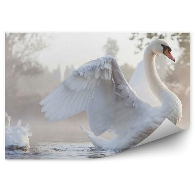 Öntapadós fotótapéta Szárnyait kinyújtó hattyú egy ködös tavon