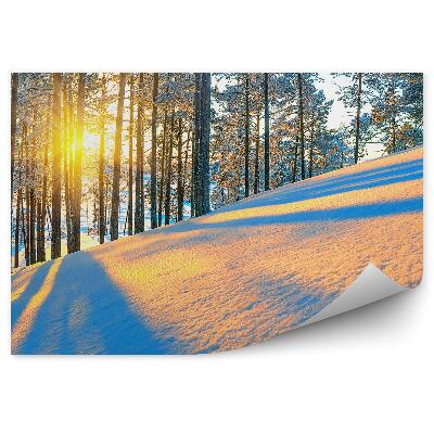 Öntapadós fotótapéta falra Téli tűlevelű erdő napkelte