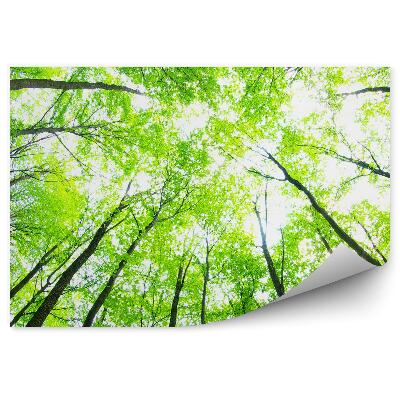 Öntapadós fotótapéta Zöld magas fák perspektíva