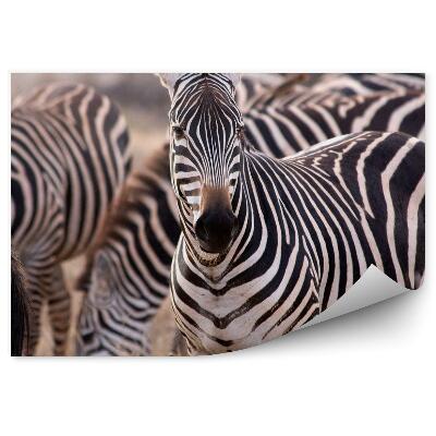 Öntapadós fotótapéta Zebracsorda