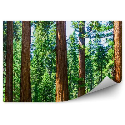 Öntapadós fotótapéta Nemzeti park fa ágak közelről karácsonyfák