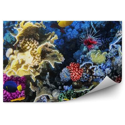 Modern fotótapéta Korallhalak a Vörös-tengerben