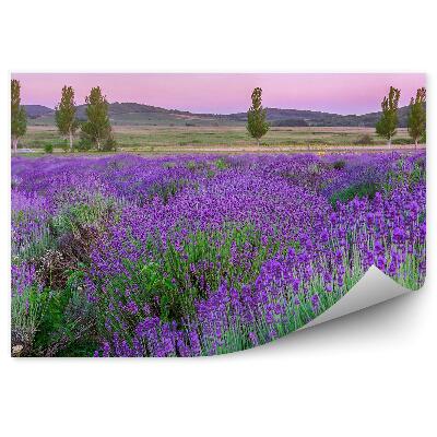 Poszter tapéta Levendula virágok hegyi fák naplemente
