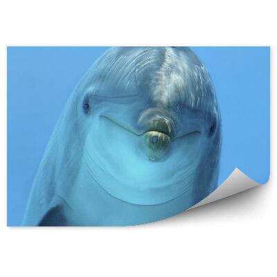 Fotótapéta Delfin fej