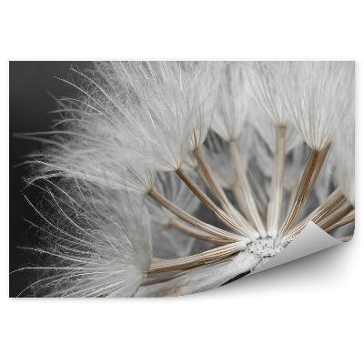 Poszter tapéta Gyermekláncfű mag