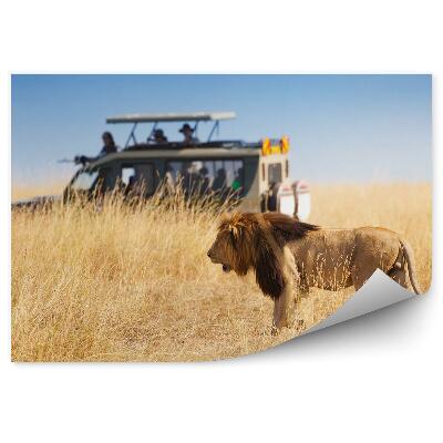 Öntapadós fotótapéta falra Ordító oroszlán a száraz fű