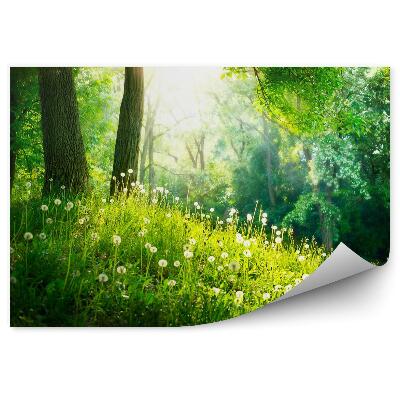 Modern fotótapéta Gyönyörű tavaszi táj. Zöld fű és fák