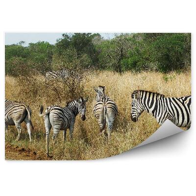 Öntapadó fotótapéta Zebrák egy csoportja magas fű között