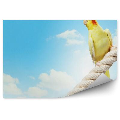Fotótapéta Kakaspapagáj egy sapkában az ég felé