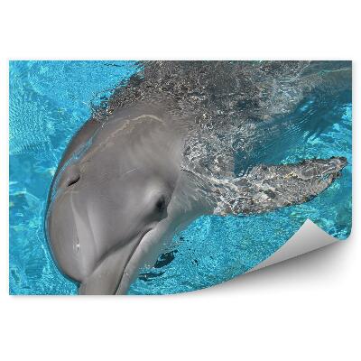 Öntapadó fotótapéta Delfin és kék víz