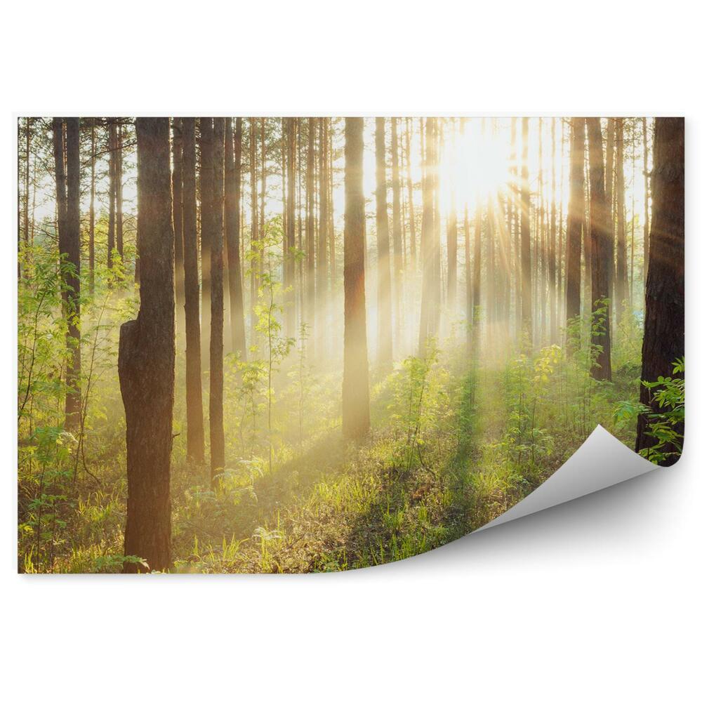 Öntapadós fotótapéta falra Erdei fák bokrok fű nap sugarai naplemente