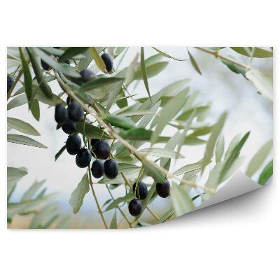 Kép Tapéta olíva ág