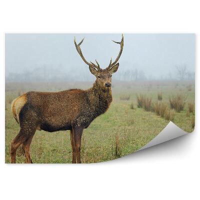 Öntapadó fotótapéta Szarvas a réten egy ködös reggelen