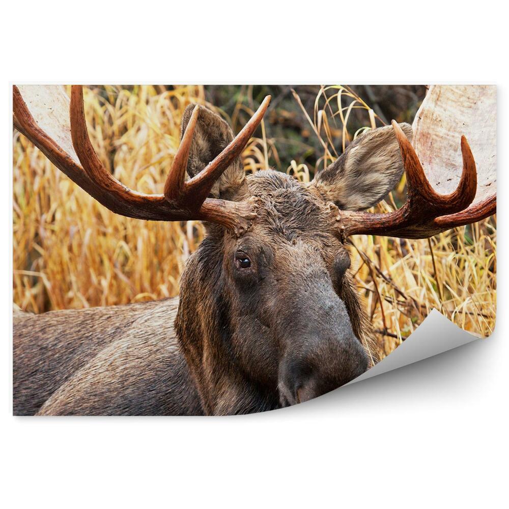 Öntapadós fotótapéta Hím jávorszarvas a fű között