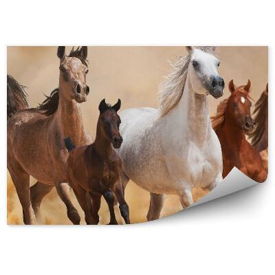 Öntapadós fotótapéta Futó lovak csordája, homok, por, füst