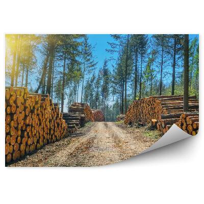 Modern fotótapéta Halom fa rönk erdei út út