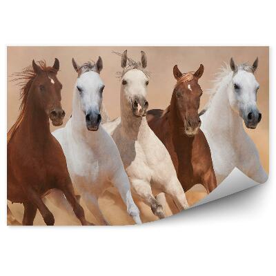 Modern fotótapéta A homokon, poron, füstön futó lócsorda