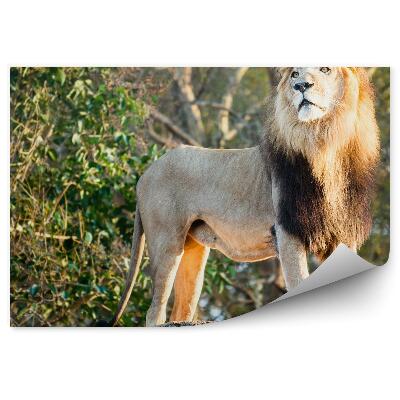 Poszter tapéta Hím oroszlán a dzsungelben