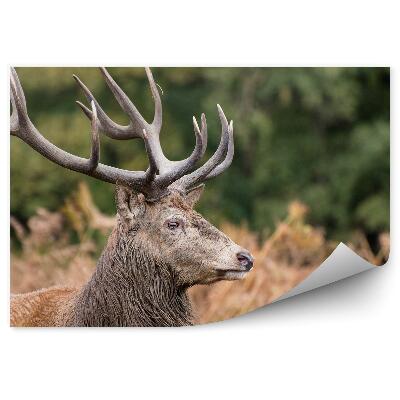 Öntapadós fotótapéta falra Szarvas páfrányok között