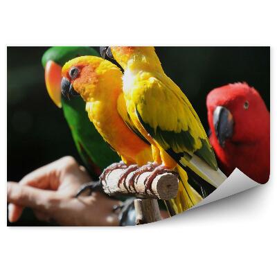Öntapadós fotótapéta Színes kis papagájok
