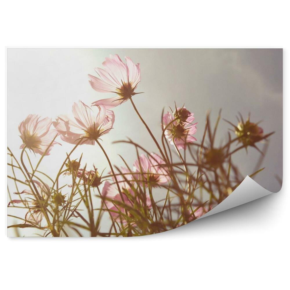 Fotótapéta Virágok naplementekor