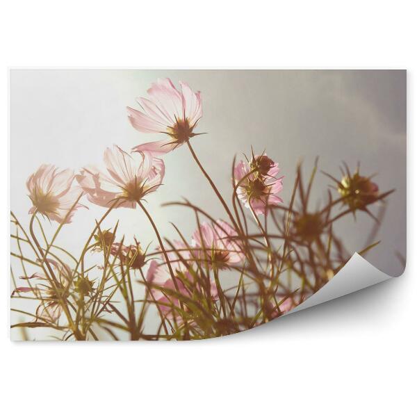 Fotótapéta Virágok naplementekor