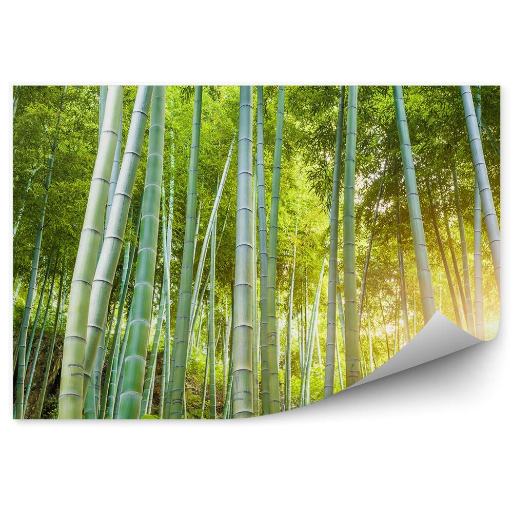 Öntapadós fotótapéta Zöld erdő bokrok nap bambusz