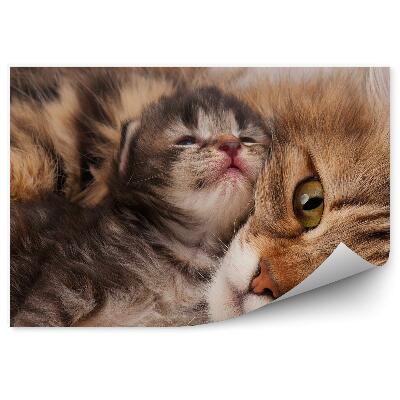 Öntapadó fotótapéta Szibériai macska fiatal cica baba