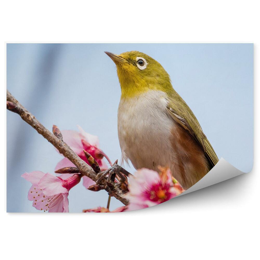 Fotótapéta Rózsaszín virág ág madár kék ég