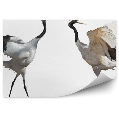 Fotótapéta Egy pár táncoló daru fehér alapon
