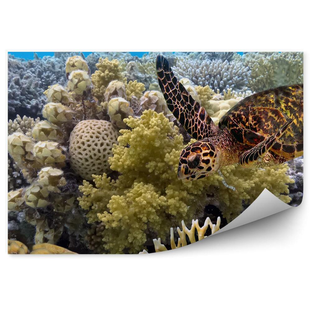 Öntapadós fotótapéta falra Teknős korallzátony óceáni égbolt
