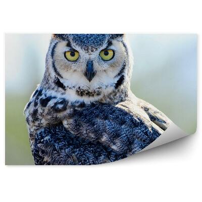 Öntapadó fotótapéta Nagy bagoly