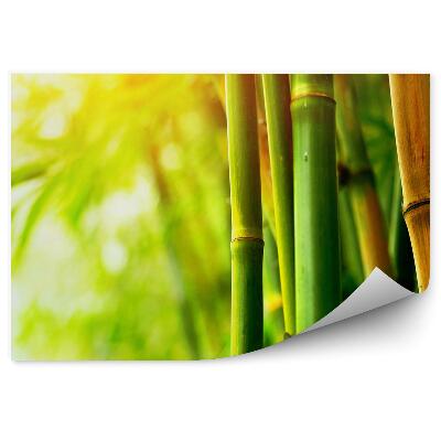 Öntapadós fotótapéta Közelkép zöld barna izzó bambusz