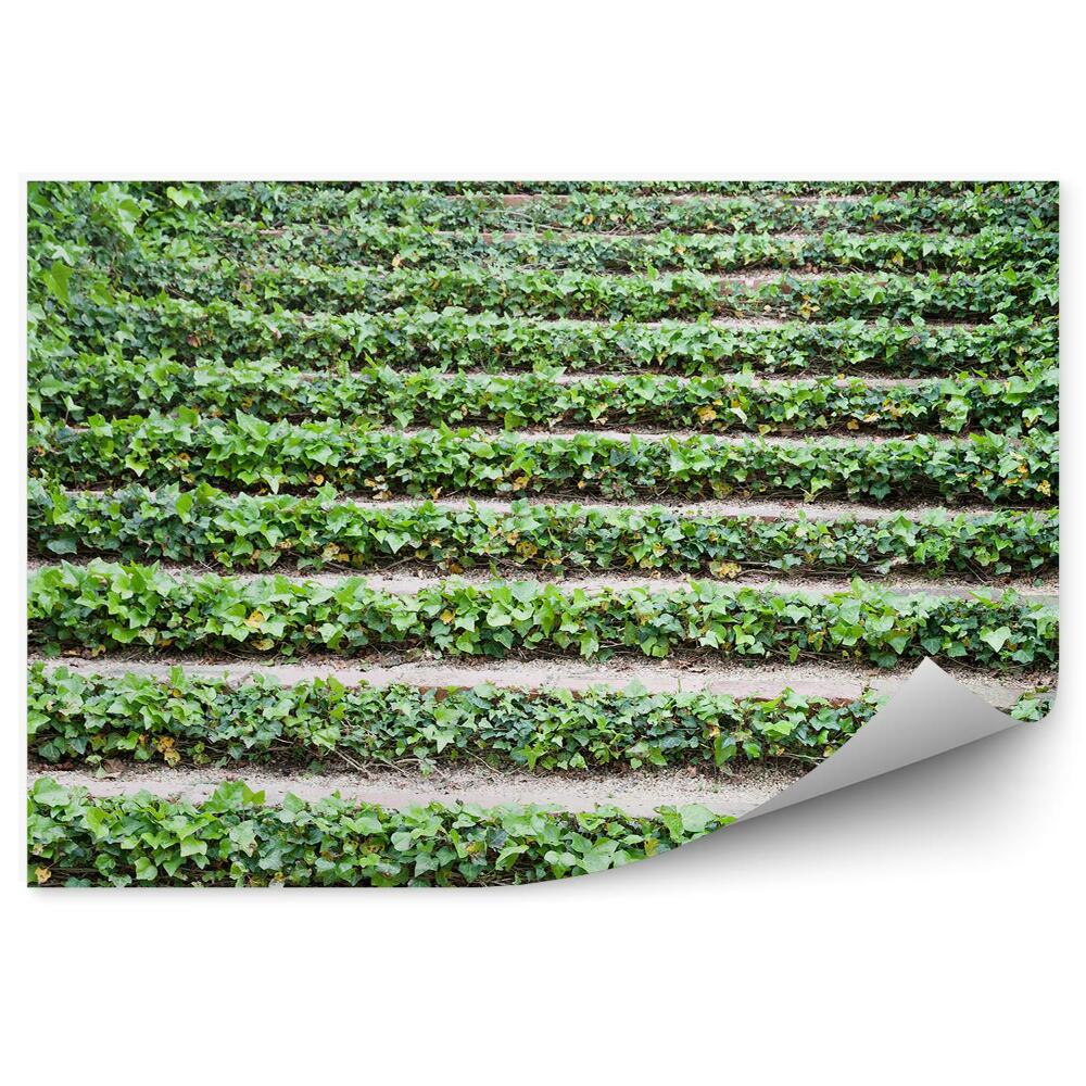 Poszter tapéta Ivy lépcsők