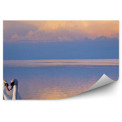 Öntapadó fotótapéta Két fehér hattyú a tavon