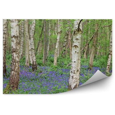Öntapadós fotótapéta Kék virágok a nyírfaerdő között