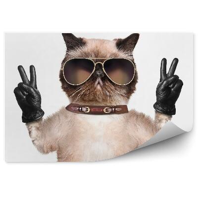Fotótapéta Vicces macska szemüveg bőrkesztyű fehér háttérrel
