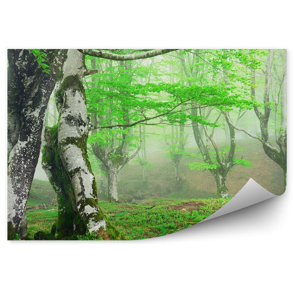 Öntapadós fotótapéta mohás nyírfák tavaszi ködös erdő