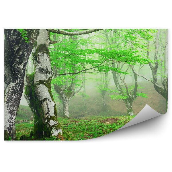 Öntapadós fotótapéta mohás nyírfák tavaszi ködös erdő