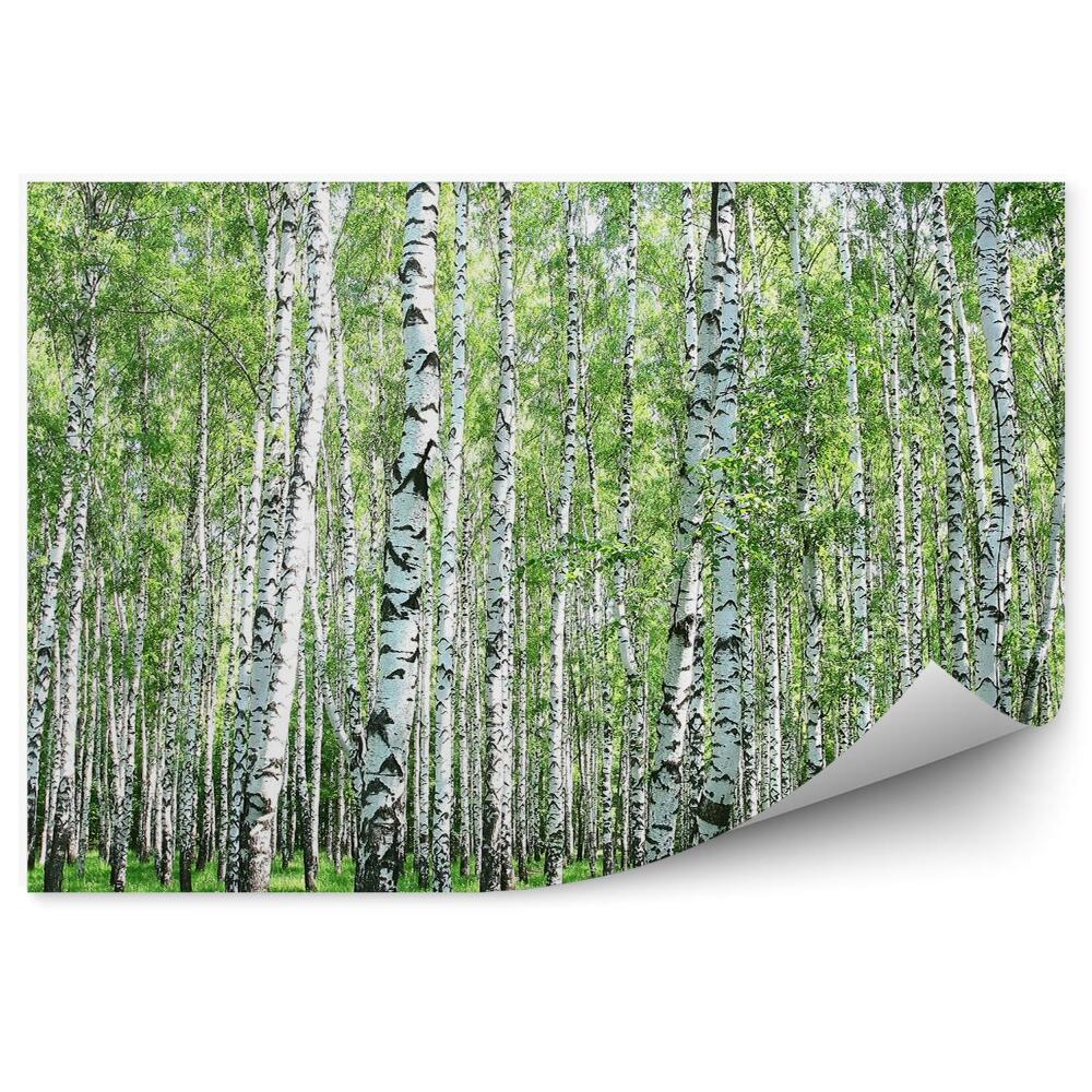 Öntapadós fotótapéta falra Nyírerdei fű