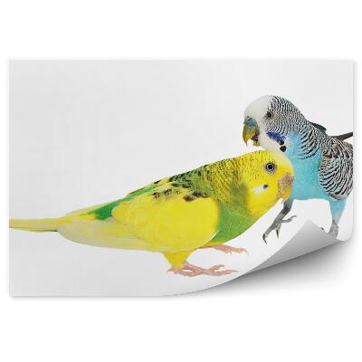 Modern fotótapéta Színes törpepapagáj fehér alapon