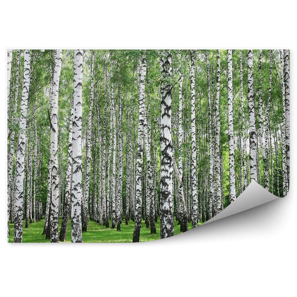 Öntapadós fotótapéta Tavaszi nyírfaerdő fehér törzsek