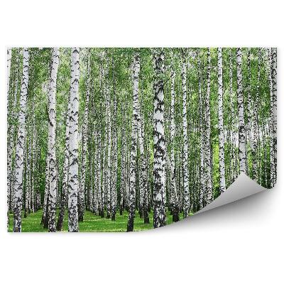 Öntapadós fotótapéta Tavaszi nyírfaerdő fehér törzsek
