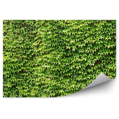 Fotótapéta Zöld borostyán háttér