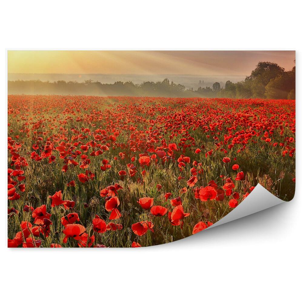 Fotótapéta Mák mező virágok növények fák naplemente